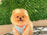 A Kalite Pomeranian Boo
