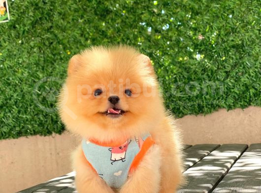 A Kalite Pomeranian Boo görsel