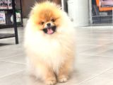 Üst Düzey Ayıcık Surat Pomeranian Boo