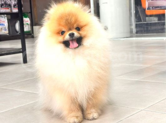 Üst Düzey Ayıcık Surat Pomeranian Boo görsel