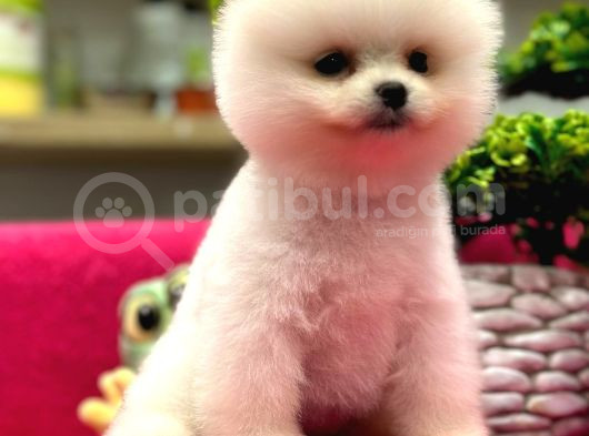 Show Kalite Pomeranian Boo görsel