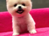 Show Kalite Pomeranian Boo yavrularımız