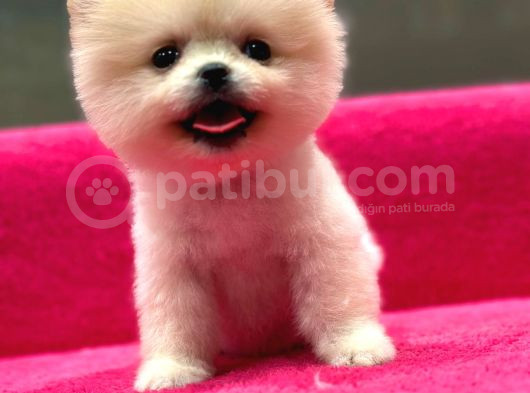 Show Kalite Pomeranian Boo Yavrularımız