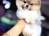 A Kalite Pomeranian Boo