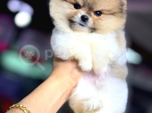 A Kalite Pomeranian Boo görsel