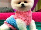 Show Kalite Pomeranian Boo Teacup Yavrumuz