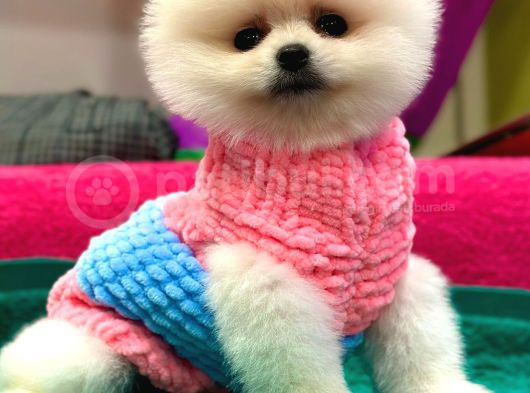 Show Kalite Pomeranian Boo Teacup Yavrumuz görsel