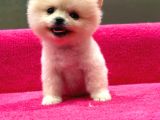Show Kalite Pomeranian Boo Yavrularımız