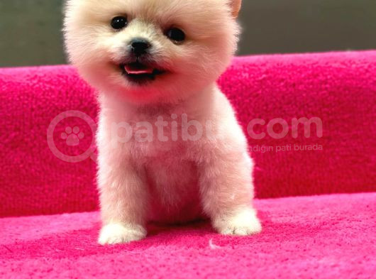 Show Kalite Pomeranian Boo Yavrularımız görsel