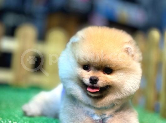 A Kalite Pomeranian Boo görsel