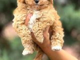 Bebek surat A kalite Maltipoo