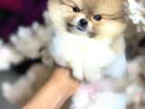 A kalite pomeranian Boo