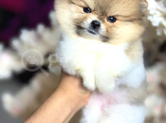 A Kalite Pomeranian Boo