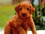 Mini kıpkırmızı sevimli ev üretimi TOOY POODLE EVCİLBEBEKLER