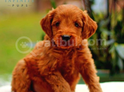 Mini Kıpkırmızı Sevimli Ev Üretimi Tooy Poodle Evci̇lbebekler