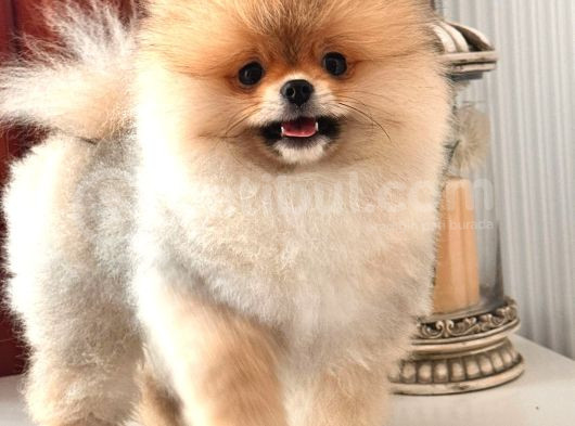 A Kalite Pomeranian Ayıcık Surat görsel