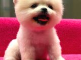 Show Kalite Pomeranian Boo Yavrularımız