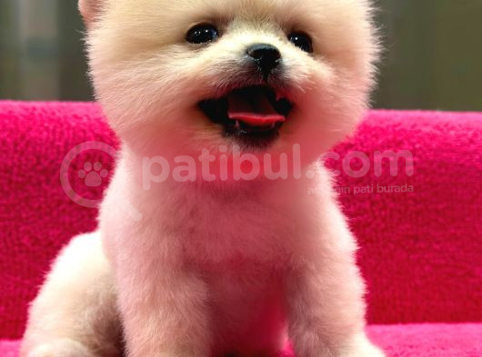 Show Kalite Pomeranian Boo Yavrularımız görsel