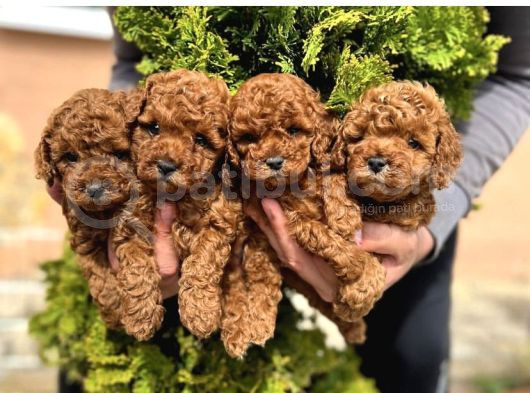 2 Kg Geçmeyen Toy Poodle Yavrularim