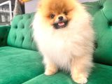 Üst Düzey Ayıcık Surat Pomeranian Boo