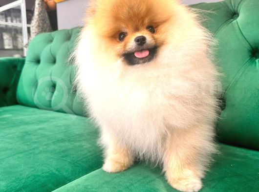 Üst Düzey Ayıcık Surat Pomeranian Boo görsel