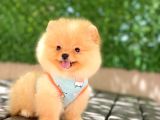 A Kalite Pomeranian Boo