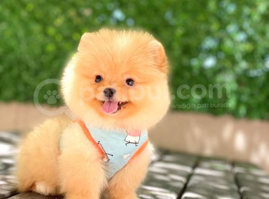 A Kalite Pomeranian Boo görsel