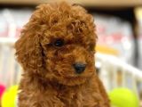 A Kalite Red Brown Toypoodle Yavrumuz
