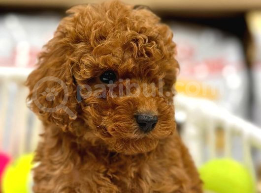 A Kalite Red Brown Toypoodle Yavrumuz görsel