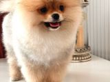 A Kalite Pomeranian Ayıcık Surat