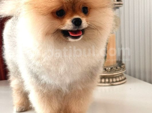 A Kalite Pomeranian Ayıcık Surat görsel