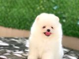 A Kalite Pomeranian Boo