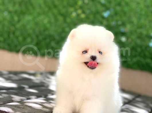 A Kalite Pomeranian Boo görsel