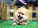 A Kalite Pomeranian Boo
