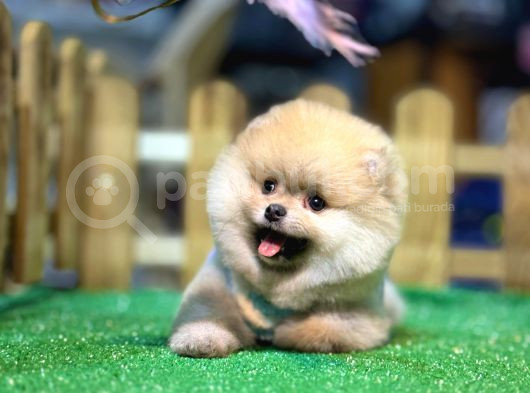 A Kalite Pomeranian Boo görsel