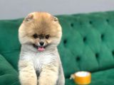 A Kalite Ayıcık Surat Pomeranian