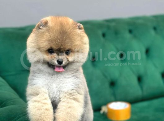 A Kalite Ayıcık Surat Pomeranian görsel