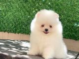 A Kalite Pomeranian Boo