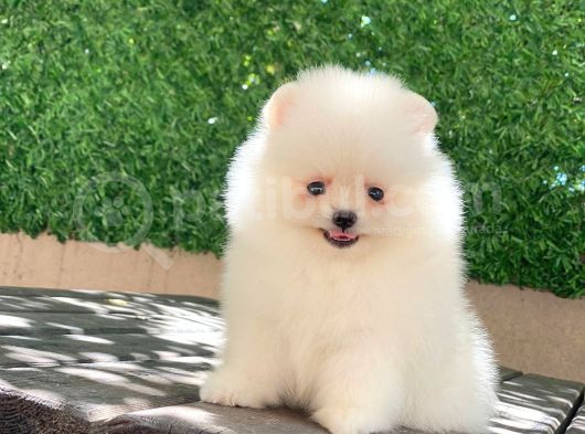 A Kalite Pomeranian Boo görsel