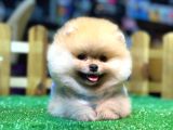 A kalite pomeranian Boo