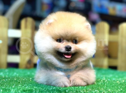 A Kalite Pomeranian Boo