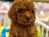 A kalite Red Brown Toypoodle yavrumuz