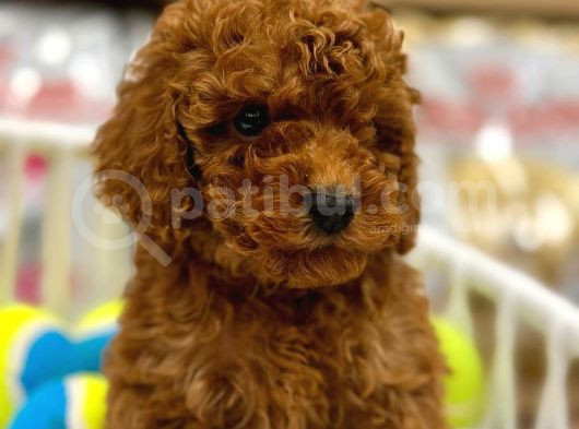A Kalite Red Brown Toypoodle Yavrumuz