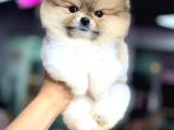 A Kalite Pomeranian Boo
