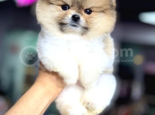 A Kalite Pomeranian Boo görsel