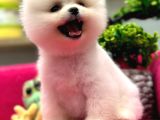 Show Kalite Pomeranian Boo