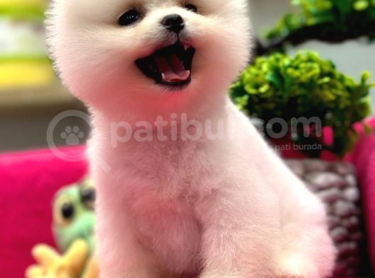 Show Kalite Pomeranian Boo görsel