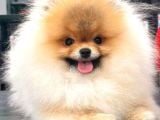Üst Düzey Ayıcık Surat Pomeranian Boo