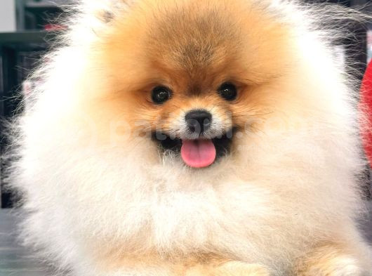 Üst Düzey Ayıcık Surat Pomeranian Boo görsel