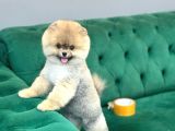 A kalite ayıcık surat pomeranian